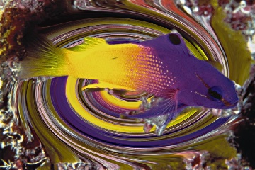 swirl