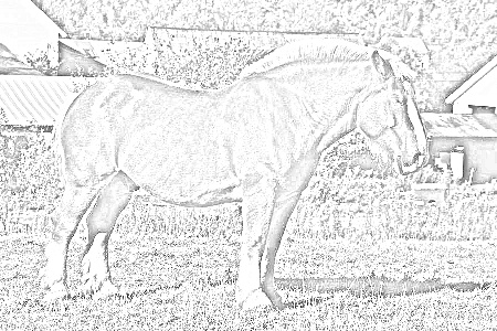 pencil horse