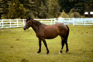 horse width=