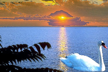 swan