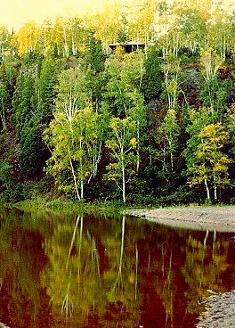 trees
