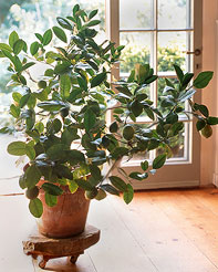 Example of plant on new mover
