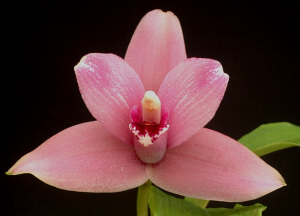 Angulocaste Gwenneth x Shoalhaven