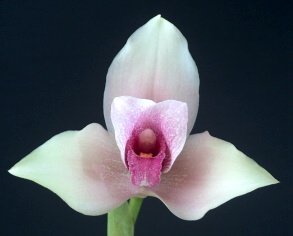 Lyc. Wyld Splendour 'Moonstrike'