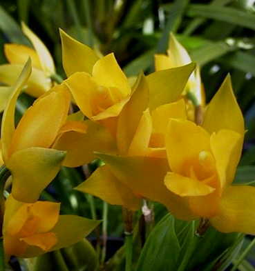 Lyc. aromatica