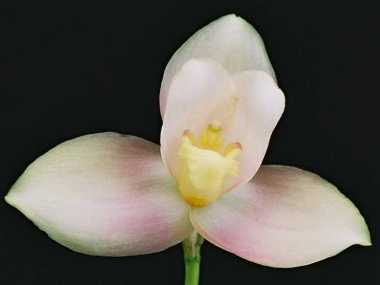 Lyc. Auburn 'Peaches and Cream'