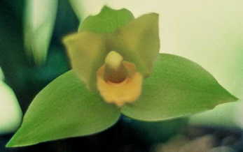 Lyc. bradeorum