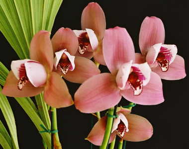Lyc. deppei x Lyc. Macama 'Doris May'