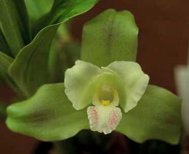 Lyc. Elisabeth 'Pink Lip'