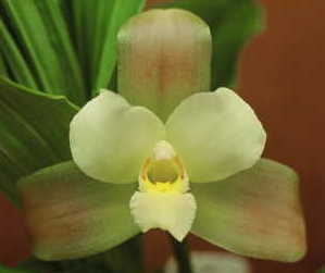 Lyc. Elisabeth 'Red Lip'