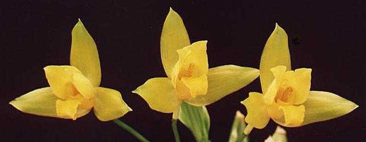 Lyc. Groganii  