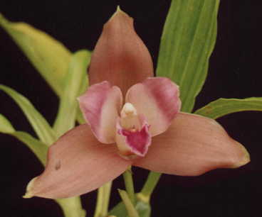 Lyc. Kawana x Lyc. Wyuna