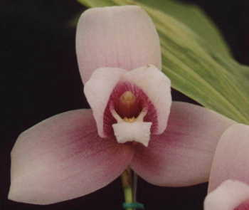 Lyc. Macama 'G'