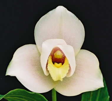 Lyc. Macama 'Atlantis'