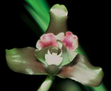 Lyc. macrophylla