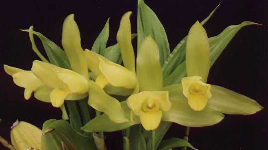 Lyc. Michelii