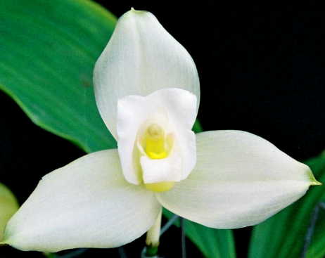 Lyc. Mem. James Woodward 'First Borne'