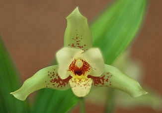 Lyc. Strange Charm