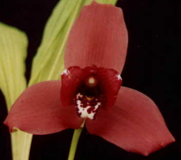 Lyc. Sunset 'The Prince'