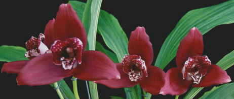 Lyc. Sunset 'Gem'