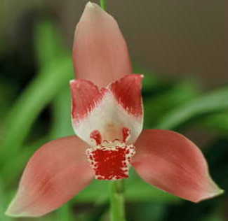 Lyc. trifoliata x Lyc. Koolena