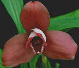 Lyc. Wyldfire 'Superb'