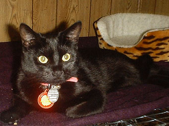 Click here to see Licorice's site