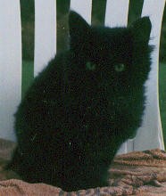 Click here to go on to Licorice's tribute site.