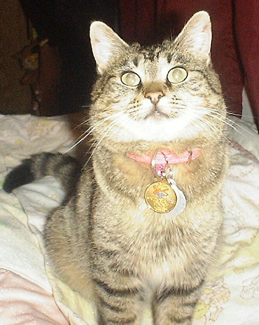 Click here to go on to Muffin's page