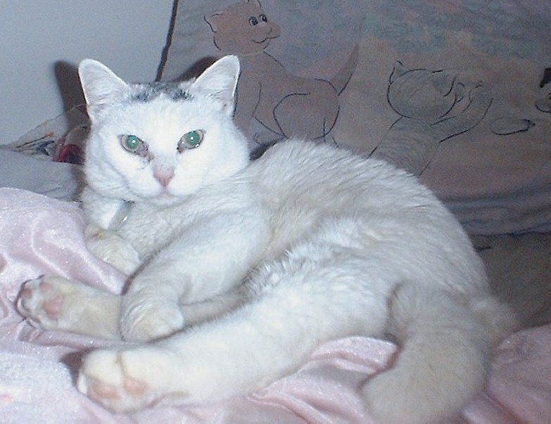 Click here to see Patch's website.
