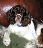 Click here for English Springer Spaniel Rescues.