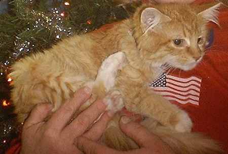 Click here to go to Ginger's page