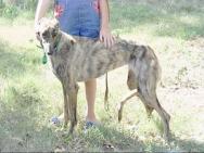 Click here for greyhound rescues by state