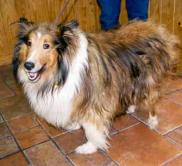 Click here fore Sheltie rescues by state.