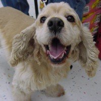 Click here for Cocker rescues