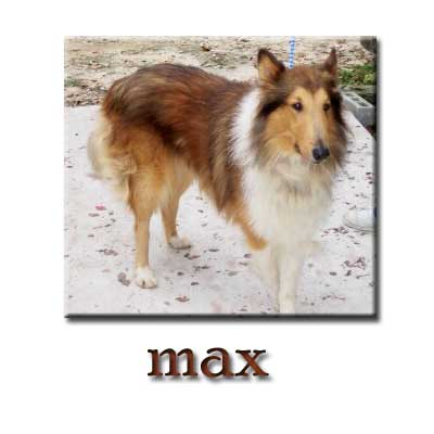 Click here for Collie rescues.