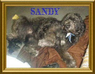 Click here to go on to Sandy's tribute site