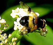abeille.jpg (9165 octets)