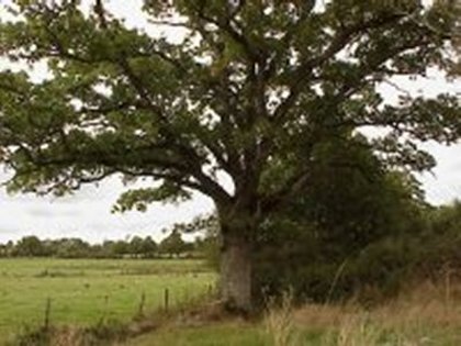 Arbre. Photo de Michel Claquin