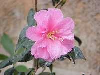 camelia Photo M Caquin