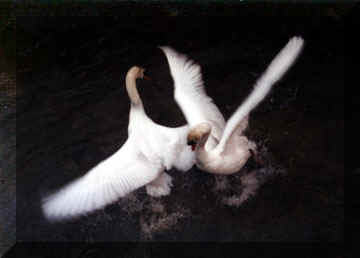 cygnes