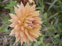 dahlia Photo M Caquin