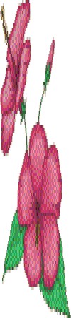 hibisc1.jpg (16015 octets)