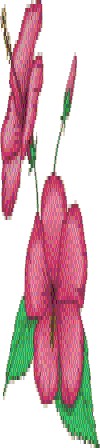 hibisc1.jpg (16015 octets)