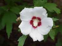 hibiscus Photo M Caquin