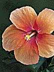 A Single Flower.