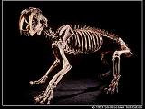 http://paleontologie.haplosciences.com/smilodon.jpg
