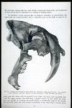 http://www.californiahistory.net/1images/fossil_large.jpg