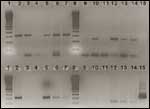 MS-PCR