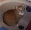 Bunny..., a manx, and loved the tub!!